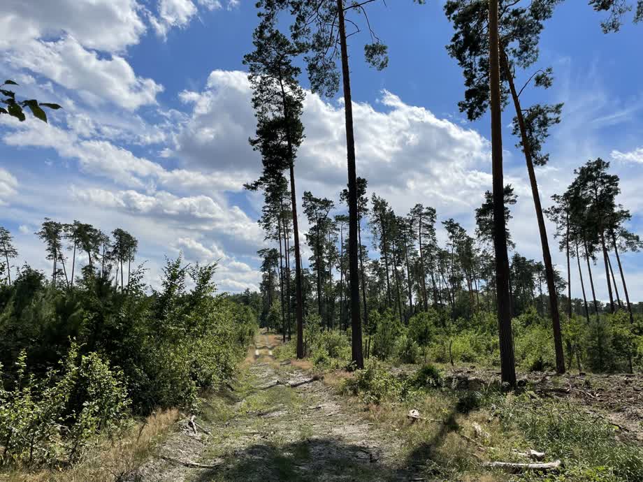 Miniaturka Lasy Janowskie – czy to nie największy las w Polsce ?