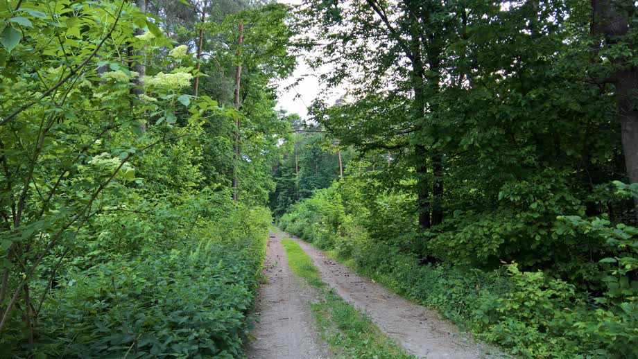 Miniaturka Piesza wędrówka w Lesie Radawieckim