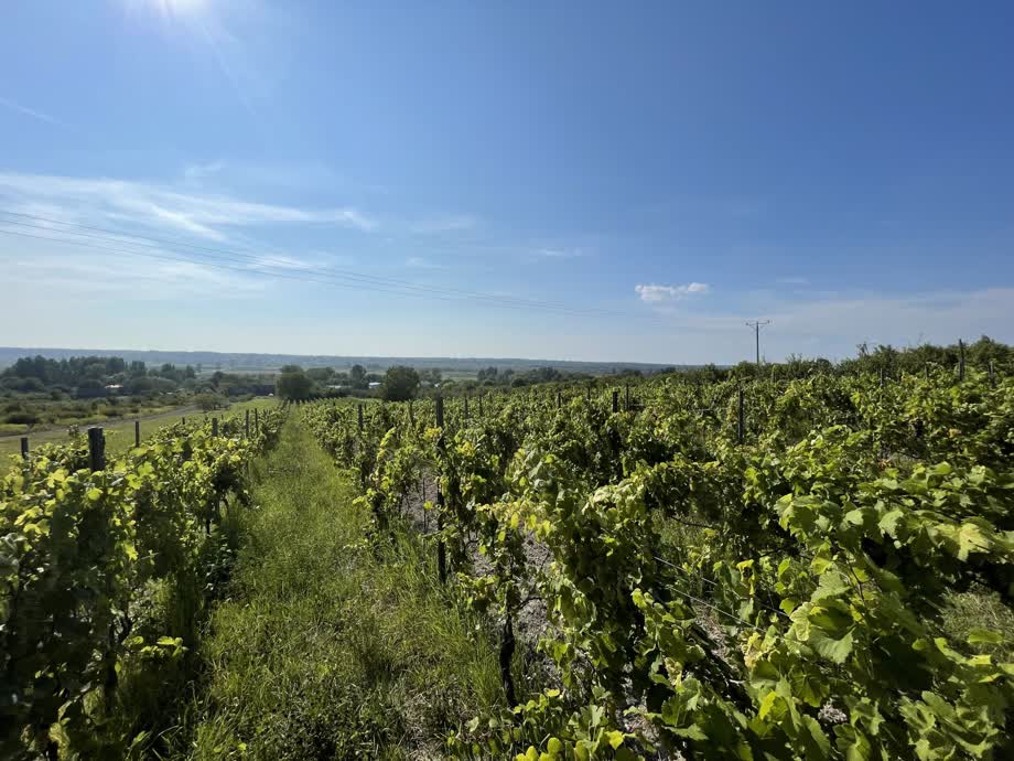 Z Bliskowic do Piotrawina – widokowo na Nadwiślańskim ( i owocowym) szlaku