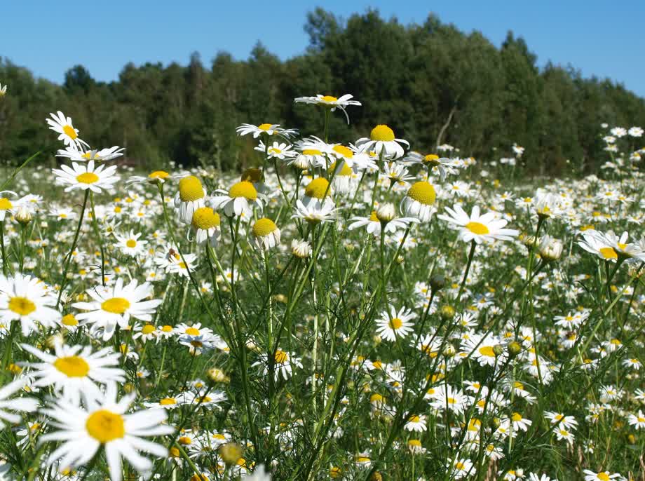 Miniaturka Rumianek dla zdrowia. Na Lubelszczyźnie znany od wieków.