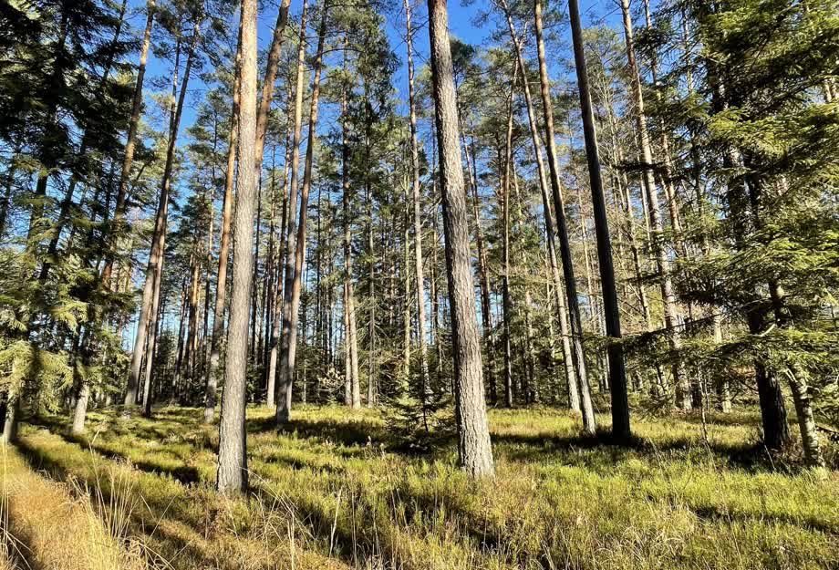 Miniaturka Rezerwat Szklarnia ze szlakiem "nie do przejścia"