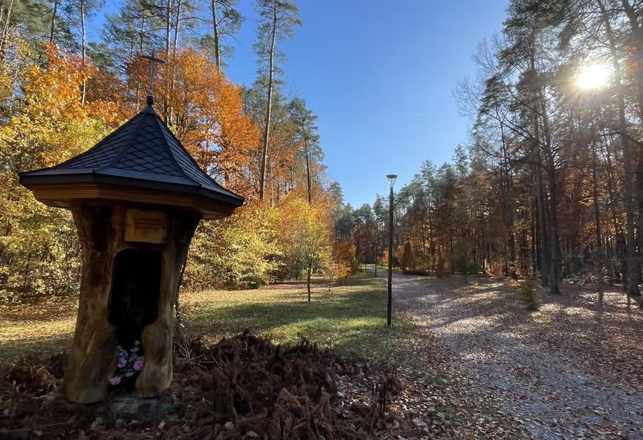 Miniaturka Arboretum leśne – przyrodnicze atrakcje na skraju Lasów Janowskich
