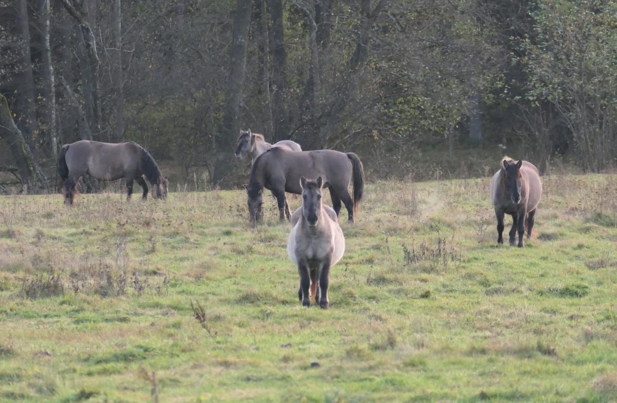 Miniaturka Koniki biłgorajskie – duma polskich hodowców do podziwiania pod Janowem Lubelskim