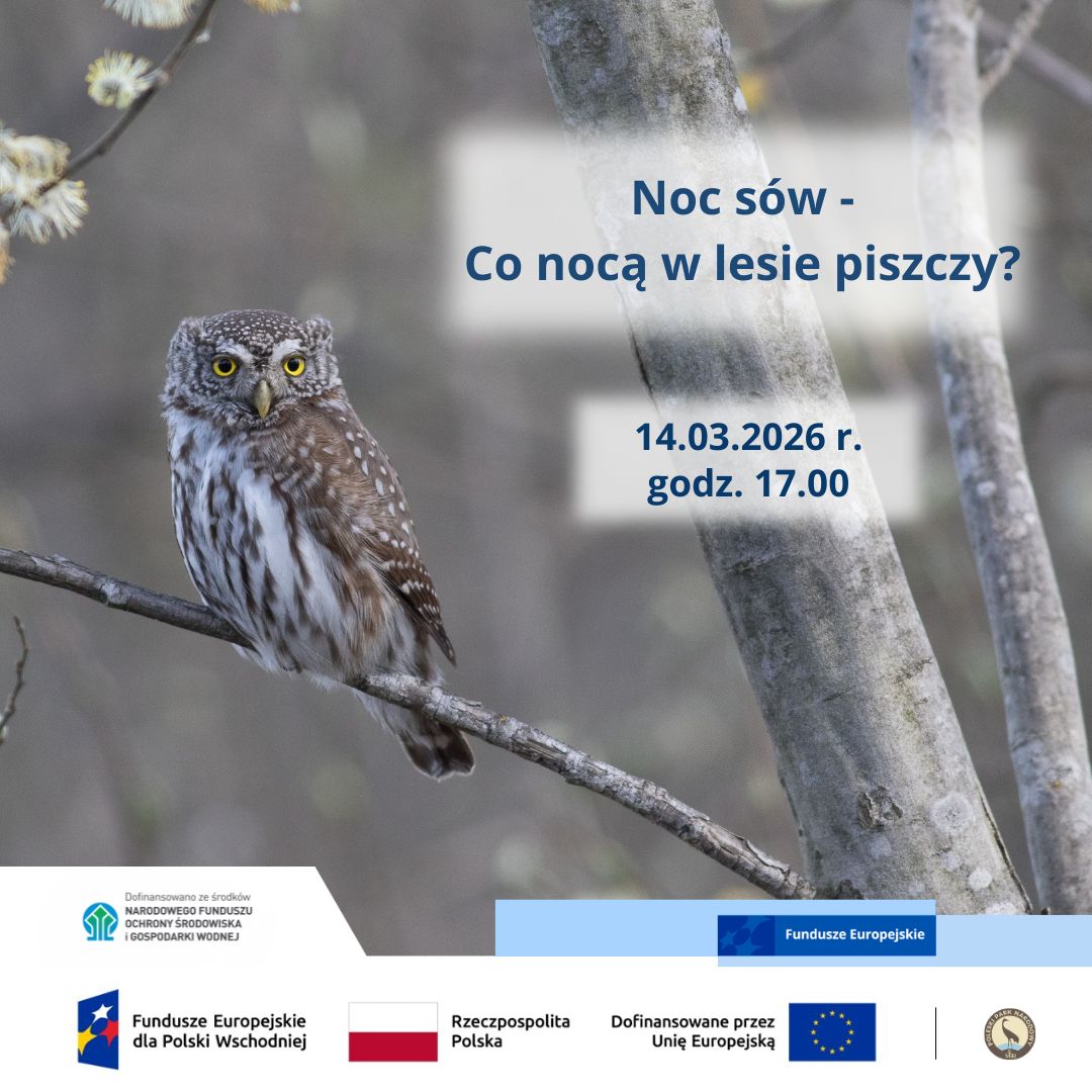 Plakat Noc sów - Co nocą w lesie piszczy? wydarzenie w Poleskim Parku Narodowym